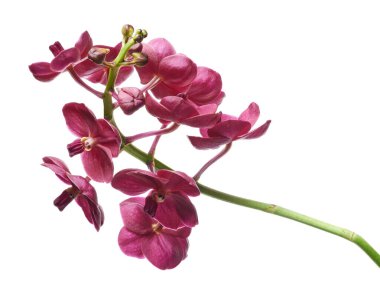 Vanda Orkideleri, Pembe Orkideler beyaz arkaplanda izole edilmiş, kırpma yolu ile                           