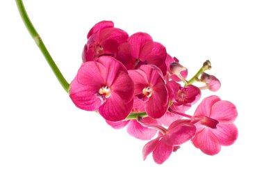 Vanda Orkideleri, Pembe Orkideler beyaz arkaplanda izole edilmiş, kırpma yolu ile                           