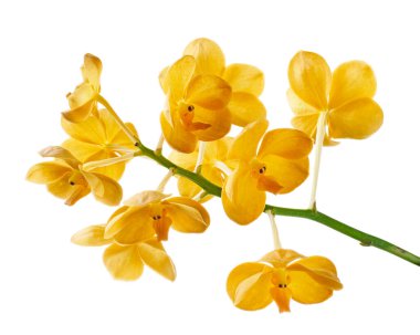 Vanda Orkideleri, Sarı Orkideler beyaz arkaplanda izole edilmiş, kırpma yolu ile                     