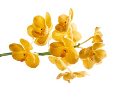 Vanda Orkideleri, Sarı Orkideler beyaz arkaplanda izole edilmiş, kırpma yolu ile                     