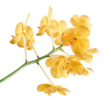 Vanda Orkideleri, Sarı Orkideler beyaz arkaplanda izole edilmiş, kırpma yolu ile                     