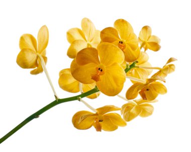 Vanda Orkideleri, Sarı Orkideler beyaz arkaplanda izole edilmiş, kırpma yolu ile                     
