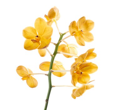 Vanda Orkideleri, Sarı Orkideler beyaz arkaplanda izole edilmiş, kırpma yolu ile                     