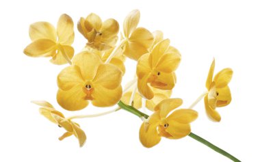 Vanda Orkideleri, Sarı Orkideler beyaz arkaplanda izole edilmiş, kırpma yolu ile                     