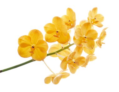 Vanda Orkideleri, Sarı Orkideler beyaz arkaplanda izole edilmiş, kırpma yolu ile                     