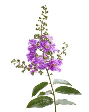 Mor Krep mersin çiçekleri, Lagerstroemia indica, Mor çiçekler beyaz arka planda izole edilmiş, kırpma yolu ile                       