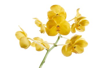 Vanda Orkideleri, Sarı Orkideler beyaz arkaplanda izole edilmiş, kırpma yolu ile                     