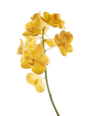 Vanda Orkideleri, Sarı Orkideler beyaz arkaplanda izole edilmiş, kırpma yolu ile                     