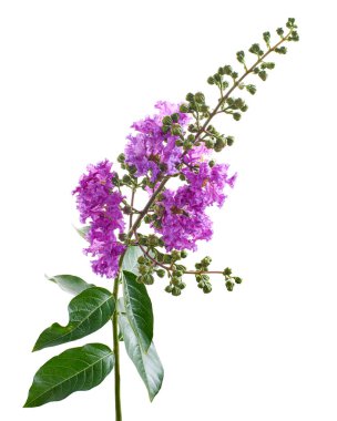 Mor Krep mersin çiçekleri, Lagerstroemia indica, Mor çiçekler beyaz arka planda izole edilmiş, kırpma yolu ile                       