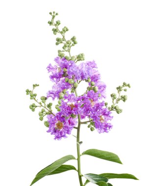 Mor Krep mersin çiçekleri, Lagerstroemia indica, Mor çiçekler beyaz arka planda izole edilmiş, kırpma yolu ile                       