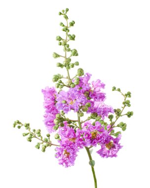 Mor Krep mersin çiçekleri, Lagerstroemia indica, Mor çiçekler beyaz arka planda izole edilmiş, kırpma yolu ile                       