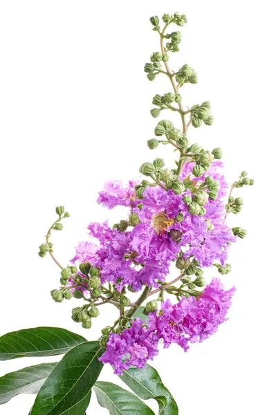Mor Krep mersin çiçekleri, Lagerstroemia indica, Mor çiçekler beyaz arka planda izole edilmiş, kırpma yolu ile                       