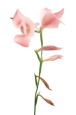 Gladiolus çiçekleri, Pembe gladiolus beyaz arka planda soyutlanmış bir dalda çiçek açıyor, kırpma yolu ile
