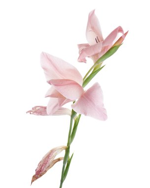 Gladiolus çiçekleri, Pembe gladiolus beyaz arka planda soyutlanmış bir dalda çiçek açıyor, kırpma yolu ile
