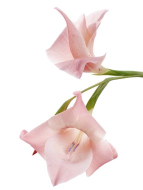 Gladiolus çiçekleri, Pembe gladiolus beyaz arka planda soyutlanmış bir dalda çiçek açıyor, kırpma yolu ile