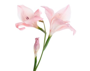 Gladiolus çiçekleri, Pembe gladiolus beyaz arka planda soyutlanmış bir dalda çiçek açıyor, kırpma yolu ile