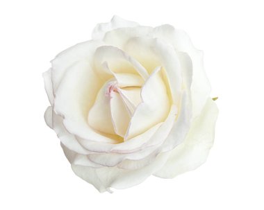 Beyaz gül çiçeği, beyaz arka planda izole gül çiçeği, kırpma yolu ile 