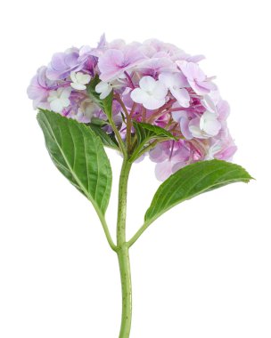 Ortanca çiçeği, ortanca makrofilla, beyaz arka planda izole edilmiş, kırpma yolu ile                          