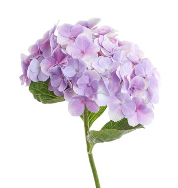 Ortanca çiçeği, ortanca makrofilla, beyaz arka planda izole edilmiş, kırpma yolu ile                          