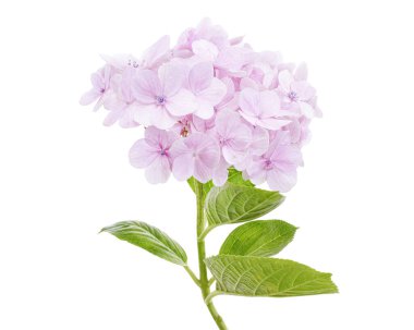 Ortanca çiçeği, ortanca makrofilla, beyaz arka planda izole edilmiş, kırpma yolu ile                          