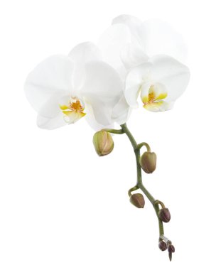 Beyaz falaenopsis orkidesi, beyaz arkaplanda izole edilmiş güve orkideleri, kırpma yolu ile                               
