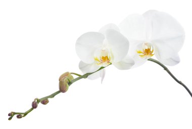 Beyaz falaenopsis orkidesi, beyaz arkaplanda izole edilmiş güve orkideleri, kırpma yolu ile                               