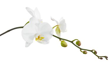 Beyaz falaenopsis orkidesi, beyaz arkaplanda izole edilmiş güve orkideleri, kırpma yolu ile                               