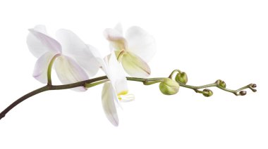 Beyaz falaenopsis orkidesi, beyaz arkaplanda izole edilmiş güve orkideleri, kırpma yolu ile                               