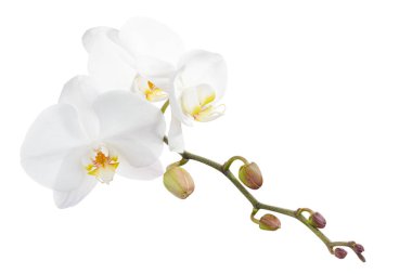 Beyaz falaenopsis orkidesi, beyaz arkaplanda izole edilmiş güve orkideleri, kırpma yolu ile                               