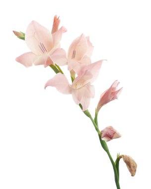 Gladiolus çiçekleri, Pembe gladiolus beyaz arka planda soyutlanmış bir dalda çiçek açıyor, kırpma yolu ile                         