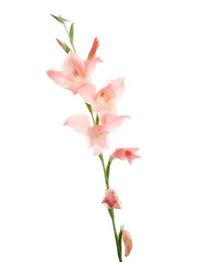 Gladiolus çiçekleri, Pembe gladiolus beyaz arka planda soyutlanmış bir dalda çiçek açıyor, kırpma yolu ile                         