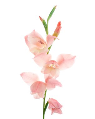 Gladiolus çiçekleri, Pembe gladiolus beyaz arka planda soyutlanmış bir dalda çiçek açıyor, kırpma yolu ile                         