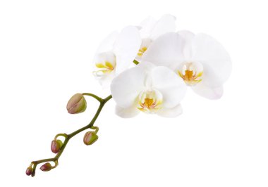 Beyaz falaenopsis orkidesi, beyaz arkaplanda izole edilmiş güve orkideleri, kırpma yolu ile                               