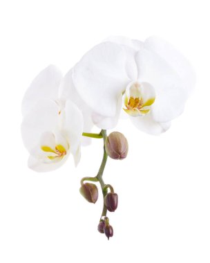 Beyaz falaenopsis orkidesi, beyaz arkaplanda izole edilmiş güve orkideleri, kırpma yolu ile                               