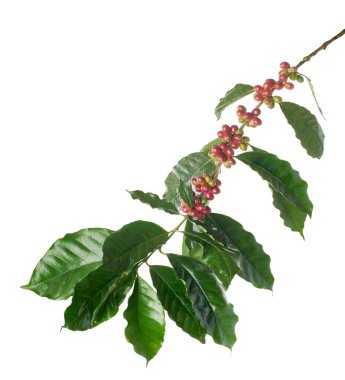 Kırmızı kahve çekirdekleri yapraklı, olgun ve olgunlaşmamış kahve çekirdekleri beyaz arka planda izole edilmiş ve kırpma yolu ile kesilmiş.                       