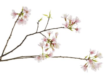 Prunus cerasoides çiçeği, vahşi Himalaya kiraz bitkileri, beyaz arka planda izole edilmiş.                      