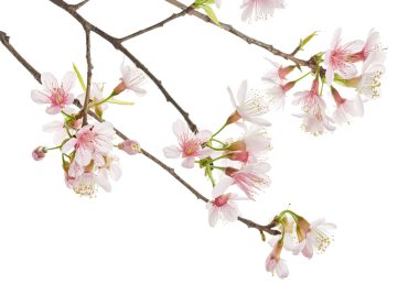 Prunus cerasoides çiçeği, vahşi Himalaya kiraz bitkileri, beyaz arka planda izole edilmiş.                      