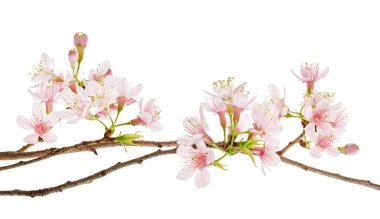 Prunus cerasoides çiçeği, vahşi Himalaya kiraz bitkileri, beyaz arka planda izole edilmiş.                      