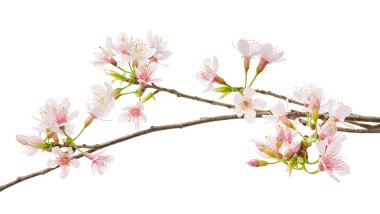 Prunus cerasoides çiçeği, vahşi Himalaya kiraz bitkileri, beyaz arka planda izole edilmiş.                      