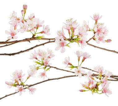 Prunus cerasoides çiçeği, vahşi Himalaya kiraz bitkileri, beyaz arka planda izole edilmiş.                      