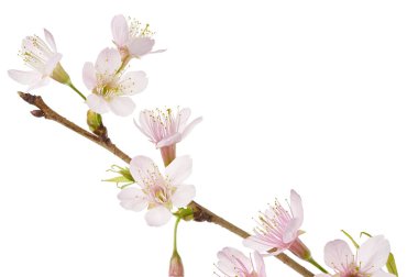 Prunus cerasoides çiçeği, vahşi Himalaya kiraz bitkileri, beyaz arka planda izole edilmiş.                          