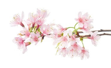 Prunus cerasoides çiçeği, vahşi Himalaya kiraz bitkileri, beyaz arka planda izole edilmiş.                          