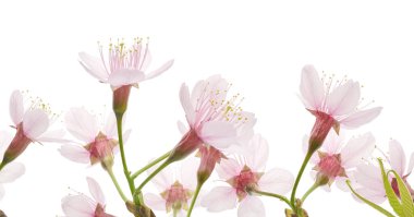 Prunus cerasoides çiçeği, vahşi Himalaya kiraz bitkileri, beyaz arka planda izole edilmiş.                          