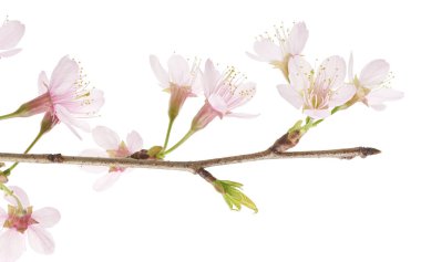 Prunus cerasoides çiçeği, vahşi Himalaya kiraz bitkileri, beyaz arka planda izole edilmiş.                          