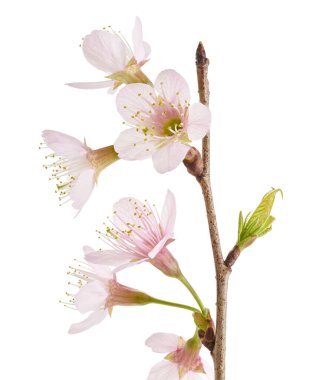 Prunus cerasoides çiçeği, vahşi Himalaya kiraz bitkileri, beyaz arka planda izole edilmiş.                          