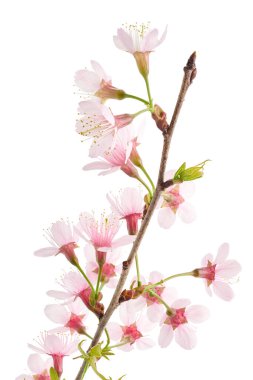 Prunus cerasoides çiçeği, vahşi Himalaya kiraz bitkileri, beyaz arka planda izole edilmiş.                          