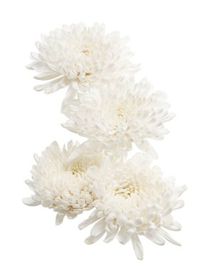 Beyaz Kasımpatı çiçeği, Büyük Kasımpatı çiçeği beyaz arka planda izole edilmiş, kırpma yolu ile 
