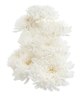 Beyaz Kasımpatı çiçeği, Büyük Kasımpatı çiçeği beyaz arka planda izole edilmiş, kırpma yolu ile 