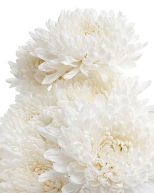 Beyaz Kasımpatı çiçeği, Büyük Kasımpatı çiçeği beyaz arka planda izole edilmiş, kırpma yolu ile 