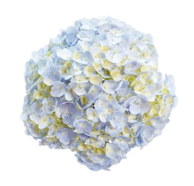 Ortanca çiçeği, ortanca makrofilla, beyaz arka planda izole edilmiş, kırpma yolu ile                               